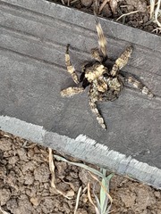 Caerostris sexcuspidata