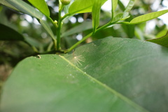Citrus deliciosa
