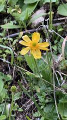 Ranunculoideae