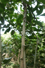 Citrus deliciosa