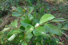 Glochidion rubrum
