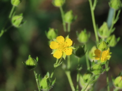 Potentilla gracilis