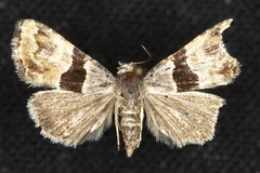 Cobubatha lixiva