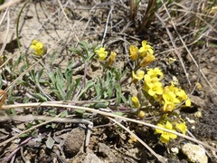 Physaria arenosa