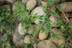 Tephrosia noctiflora