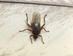 Pseudolynchia canariensis