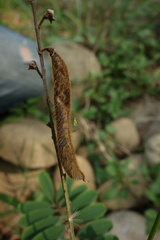 Tephrosia noctiflora