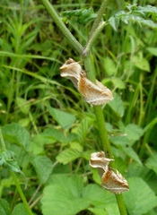 Habrosyne pyritoides