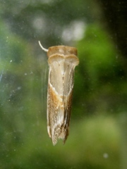 Habrosyne pyritoides