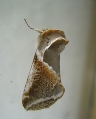 Habrosyne pyritoides