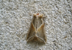Habrosyne pyritoides