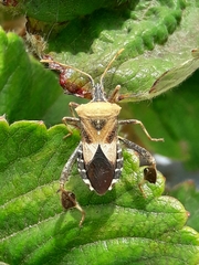 Leptoglossus impictus