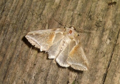 Habrosyne pyritoides