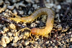 Theatops erythrocephalus