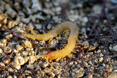 Theatops erythrocephalus