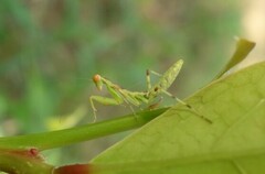 Hierodula patellifera