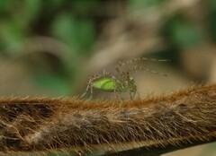 Peucetia formosensis