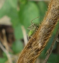 Peucetia formosensis