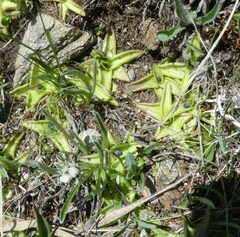 Pinguicula leptoceras
