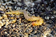 Theatops erythrocephalus