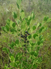 Ilex coriacea