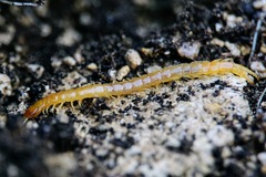 Theatops erythrocephalus