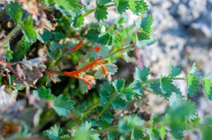 Phragmidium sanguisorbae