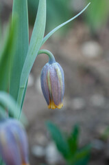 Fritillaria uva-vulpis