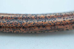 Lophodermium paeoniae