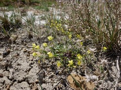 Physaria arenosa