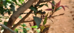 Neodythemis