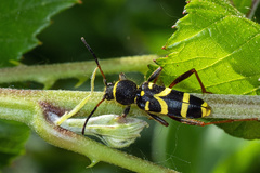 Clytus arietis