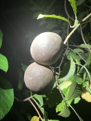 Tabernaemontana donnell-smithii