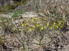 Physaria arenosa