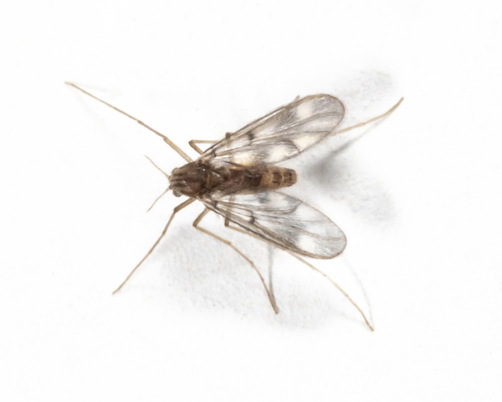 Pentaneurini