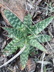 Aloe greatheadii davyana