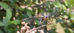 Neodythemis