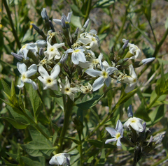 Amsonia tomentosa