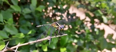 Neodythemis