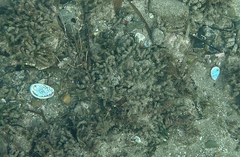 Haliotis tuberculata