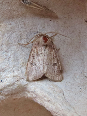 Protorthodes oviduca