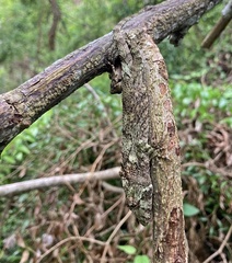 Anolis chamaeleonides