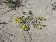 Physaria arenosa