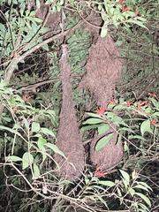 Psarocolius montezuma