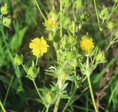 Potentilla gracilis