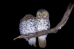 Glaucidium capense