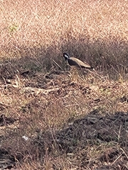 Vanellus indicus indicus