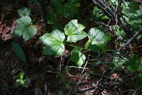 Ribes procumbens, photograph 5