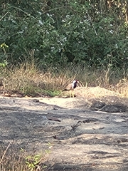 Vanellus indicus indicus