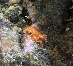Yungia aurantiaca